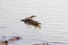 Zur Regulierung der Körpertemperatur öffnen Krokodile das zahnreiche Maul