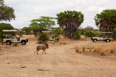 Safariidylle: Leider nicht ganz mit dem Löwen allein