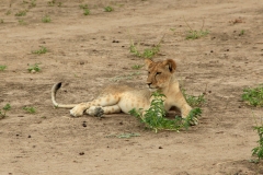 Ein kleiner Simba, wobei Simba einfach nur "Löwe" auf Swahili, der Sprache Tansanias, heißt.