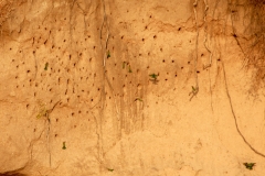 Die Bienenfresser haben ihre Nester in der Wand