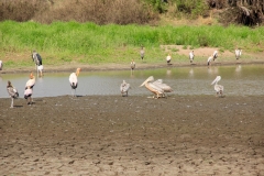 Pelikane, Nimmersatt- und Marabu-Störche scharen sich um den kleinen Tümpel.