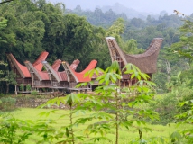 Ein traditionelles Toraja-Dorf.
