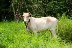 Eine Kuh beobachtet interessiert unsere Feldforschung.