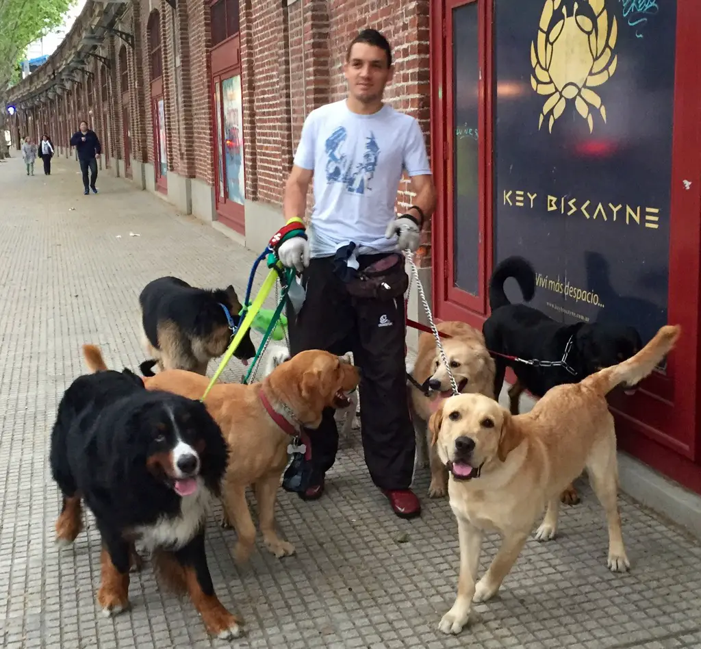 Pasaeperro mit Hunden - hinter ihm verbergen sich noch 5 kleine Hunde
