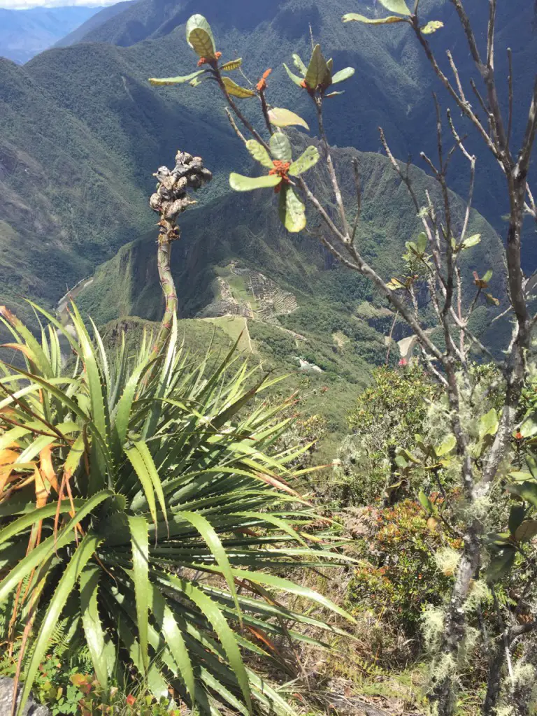 Blick auf Machu Picchu vom Montana