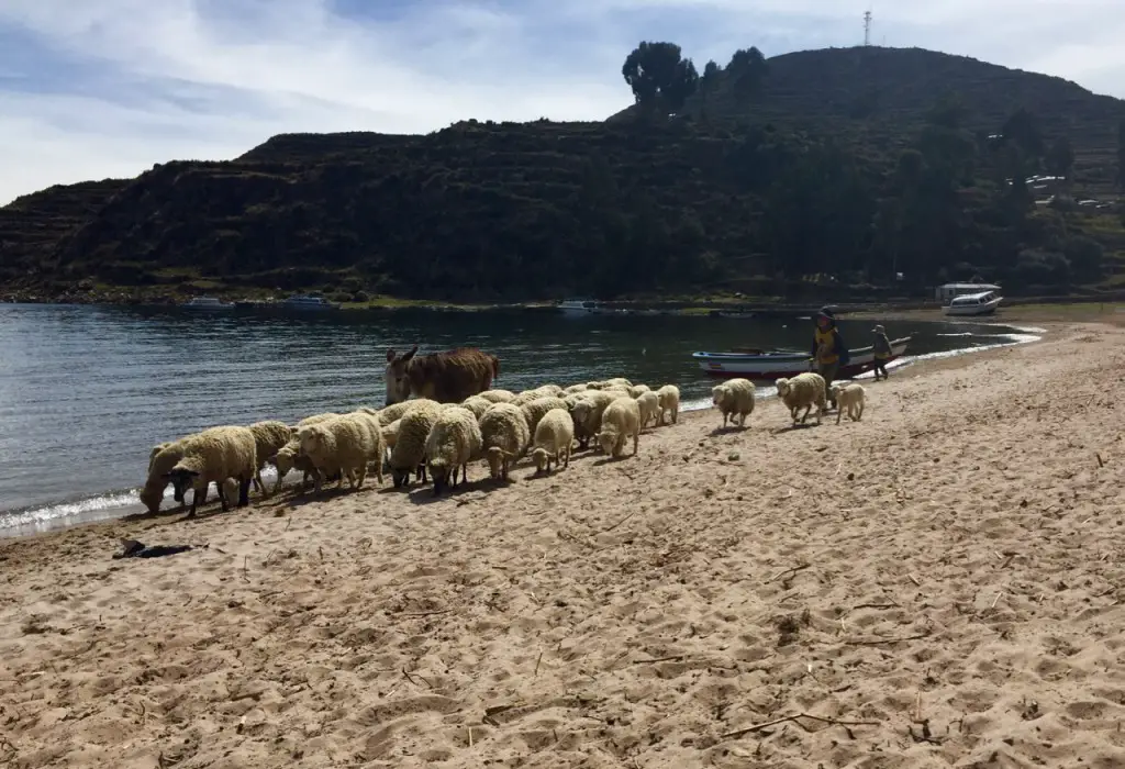 Esel und Schafe unterwegs am Strand