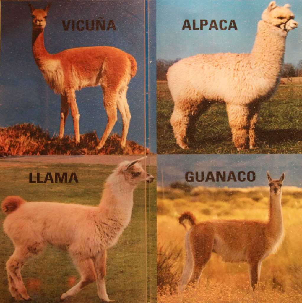So unterscheidet man Lamas, Alpacas, Vicunas und Guanacos