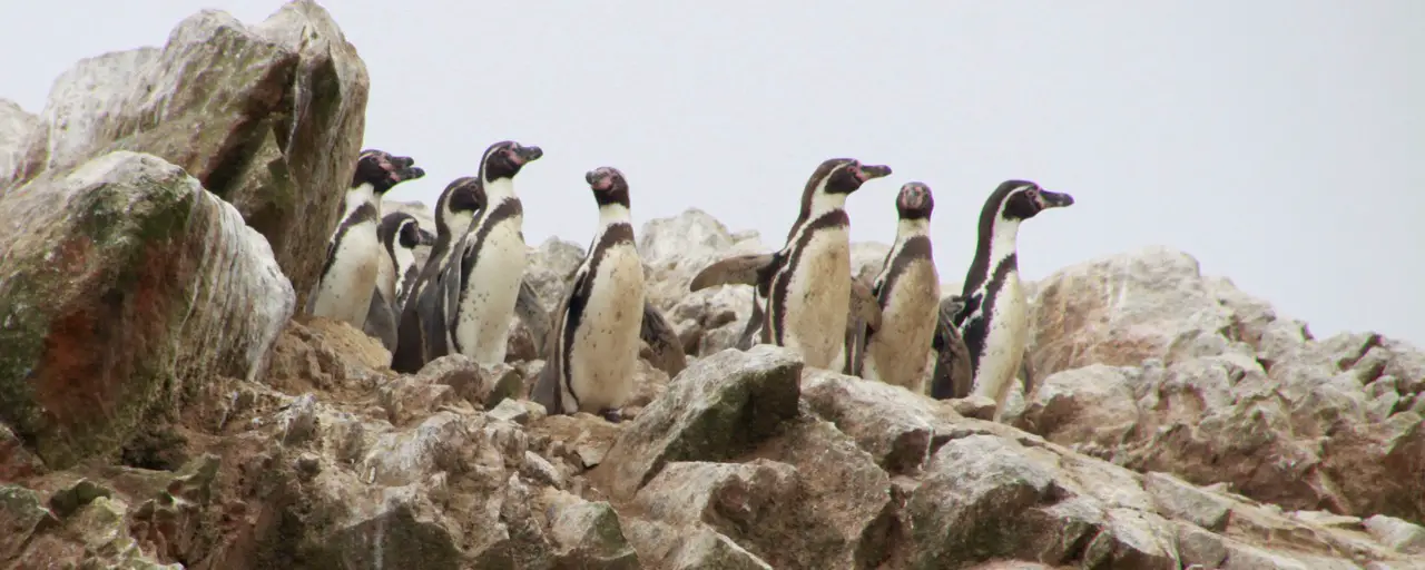 Pinguine auf Ballestas