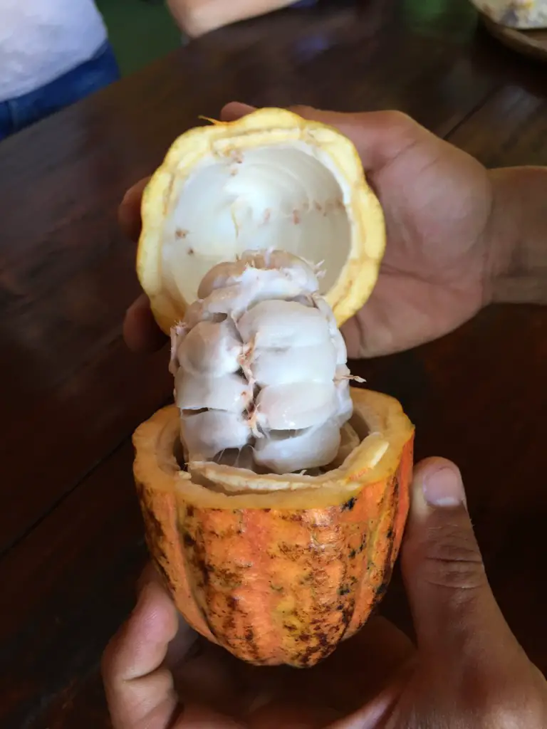 Kakaobohnen 