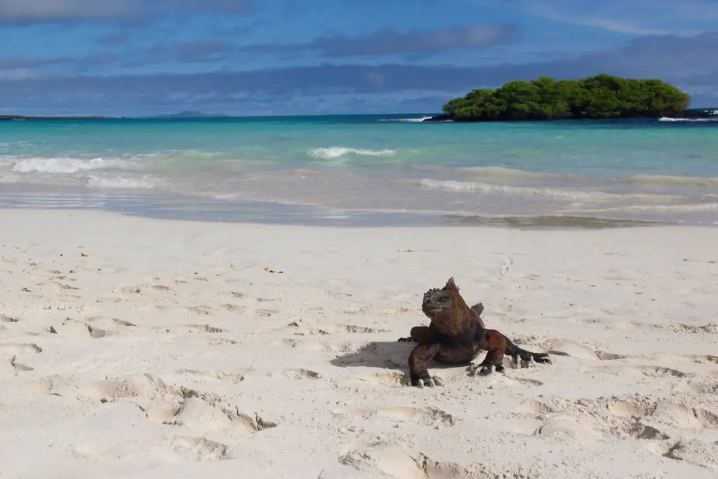 Leguan in der Playa Tortuga Bay