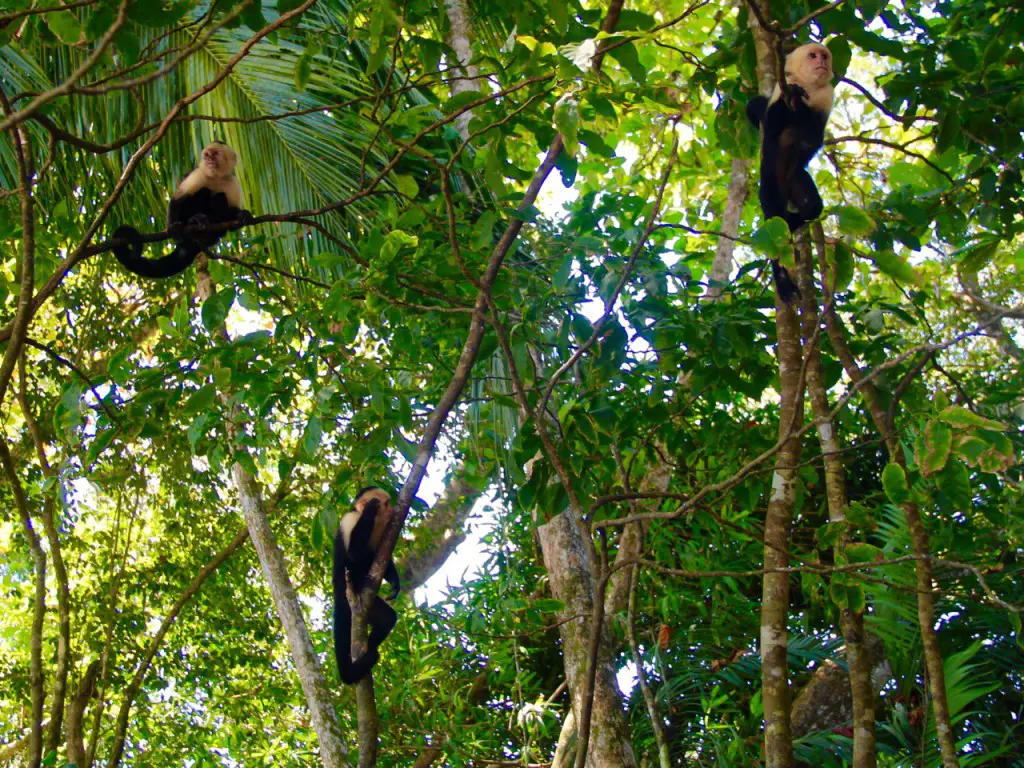 Kapuzineräffchen - drei Affen