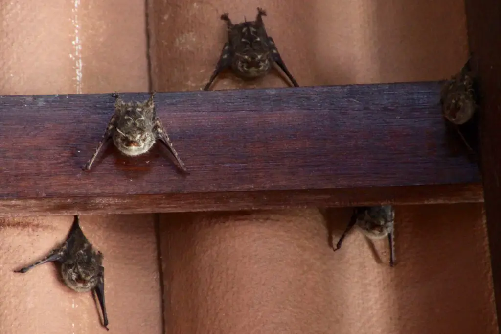 Auch hier gab es viele Tiere: Fledermäuse unterm Dach und ...