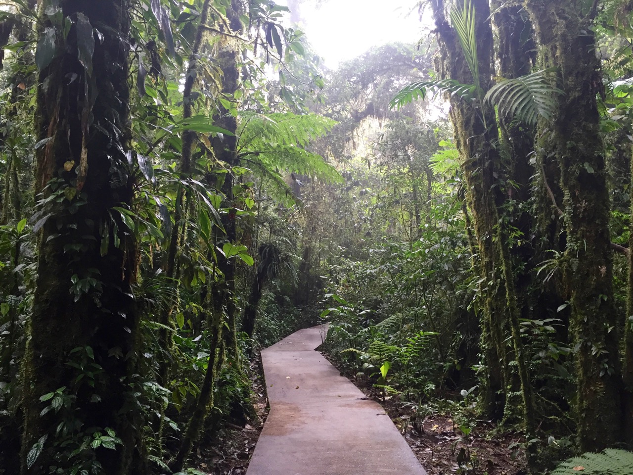 Nebelwald von Santa Elena, Costa Rica
