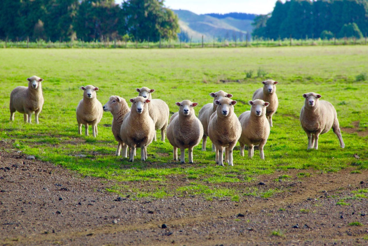 Schafe - davon gibt es jede Menge in Neusseland