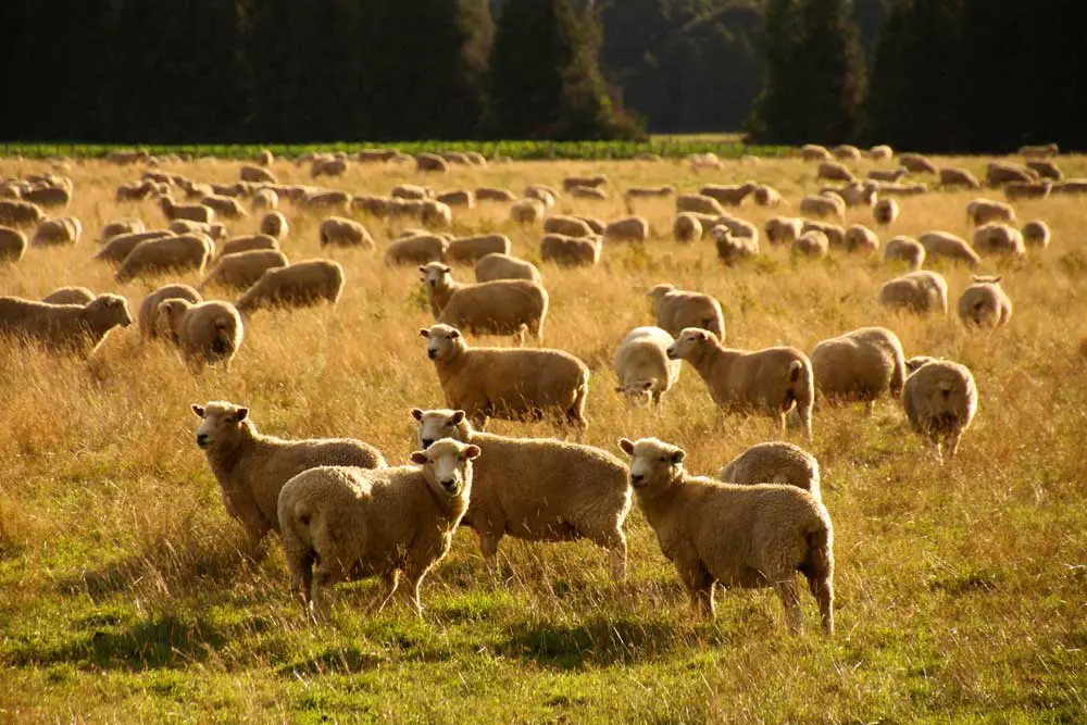 Neuseeland-Schafe