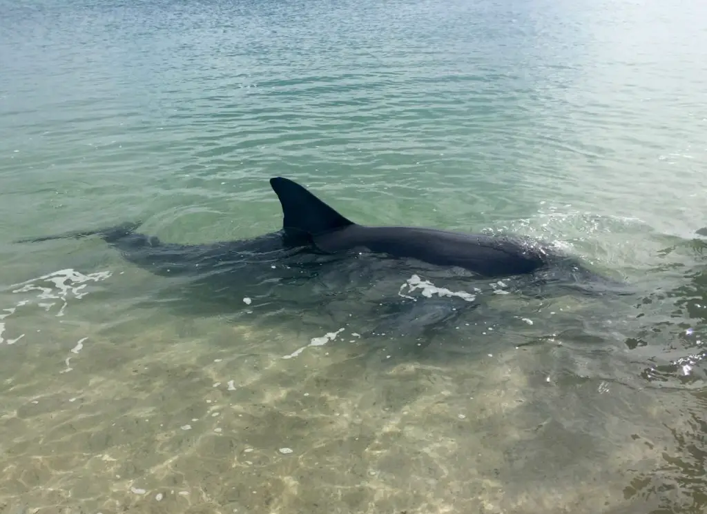 Hungriger Delfin am Strand von Monkey Mia