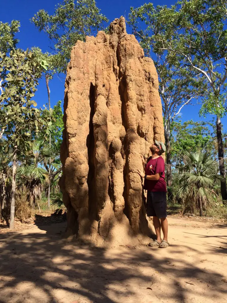 Behausung der Kathedralen-Termiten im Litchfield-Nationalpark in Nord-Australien