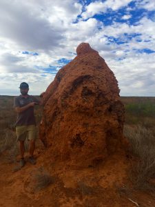 Termitenhügel in West-Australien: riesig