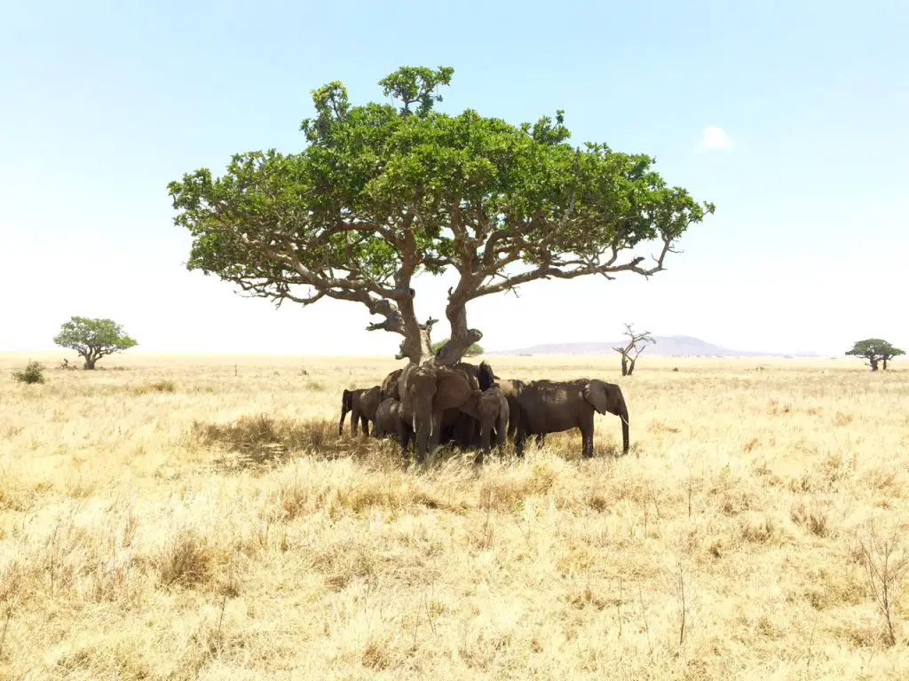 Mittags beschränkt sich die Aktivität von Elefanten auf Folgendes: unterm Baum stehen.