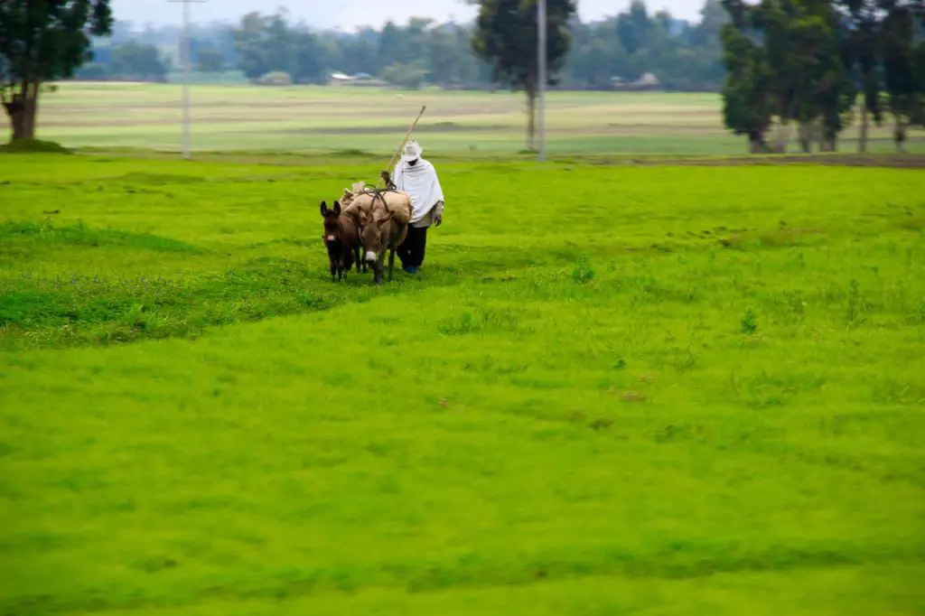 Ein Mann mit seinen Eseln auf einem sattgrünen Feld in Nord-Äthiopien