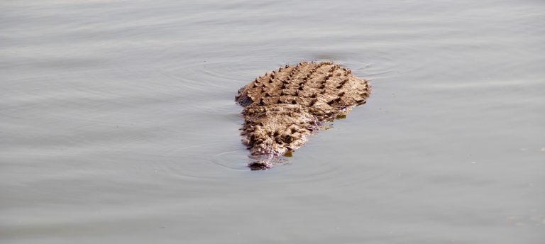 Afrikanisches Krokodil Selous Nationalpark Tansania