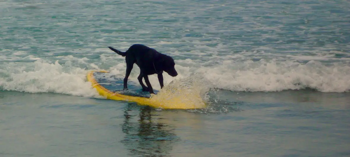 Hund auf Surfbrett im Meer Bali