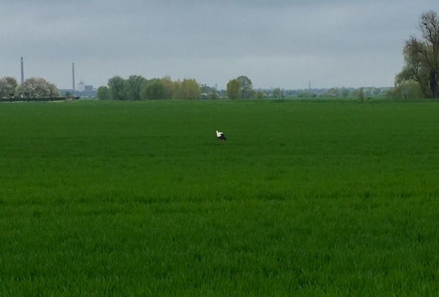 Storch auf gruenem Feld bei Elsnig