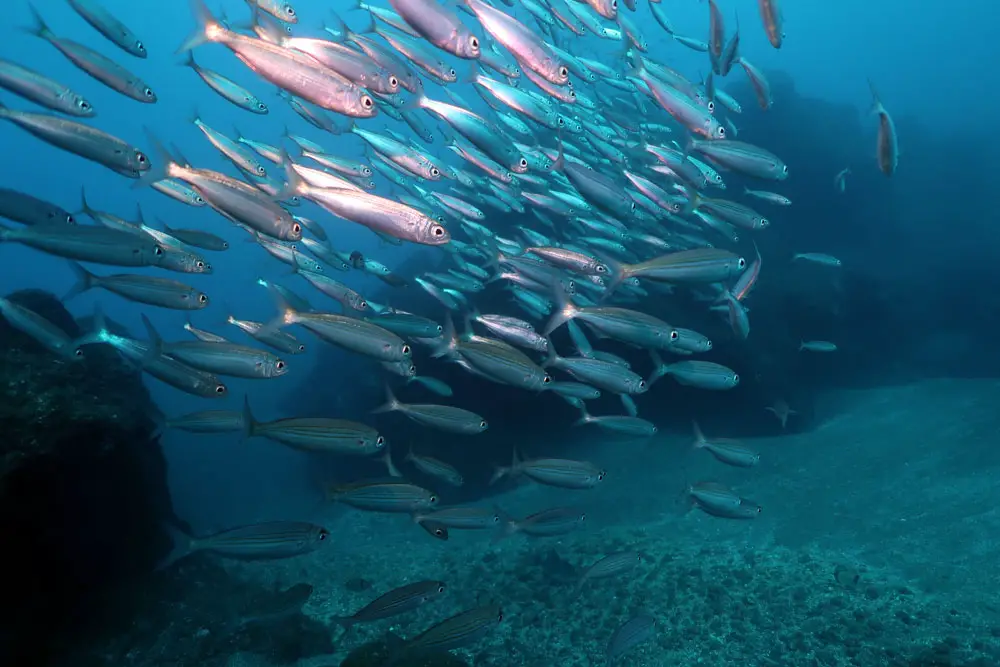 Lieblingsplätze zum Tauchen: Fischschwarm-Madeira-Underwaterlove