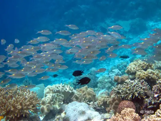 Korallen vor Pulau Tomia