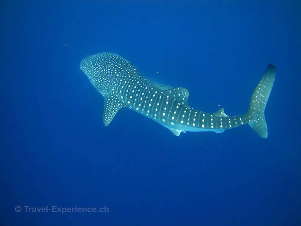 Lieblingsplätze zum Tauchen: Walhai-Baby-Lux-Malediven-Travel-Experience