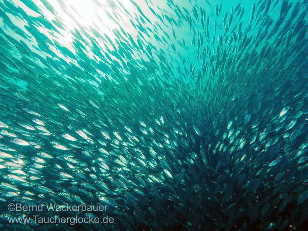 Makrelenschwarm vor der Küste Curacaos