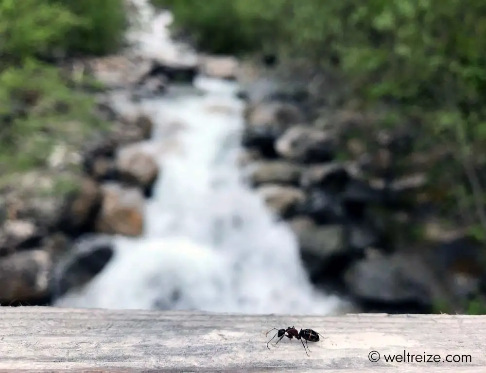 Ameise vor Wasserfall Drauradweg