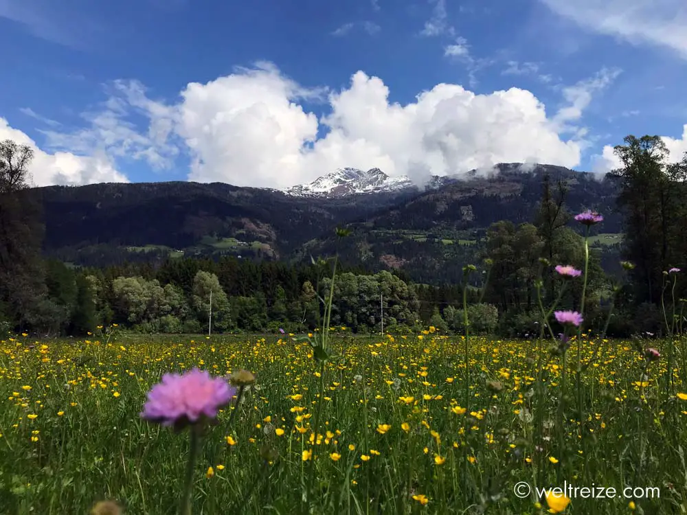 Blumenwiese im Vordergrund Berge im Hintergrund