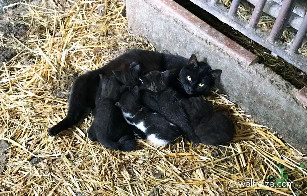 Katzenjunge im Stall der Buschenschenke Kotsch in Kaernten