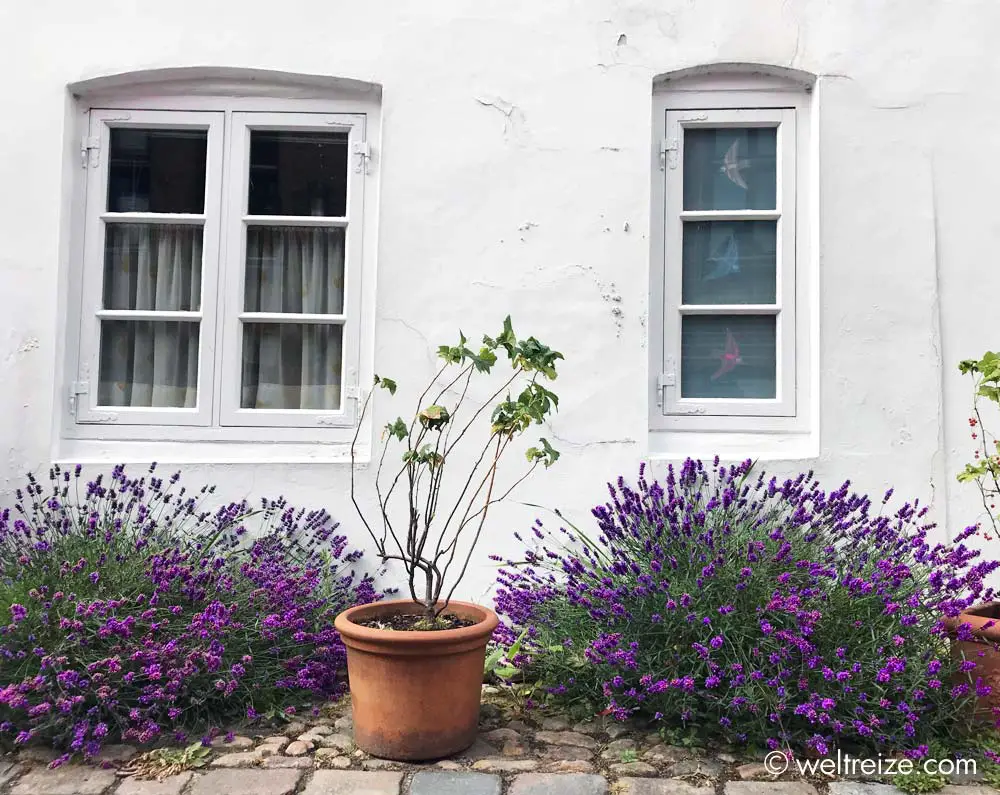 Bluehender Lavendel vor Haus in Glueckstadt