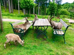 Steinboecke besetzen einen Picknickplatz im Tierpark Rosegg im Rosental