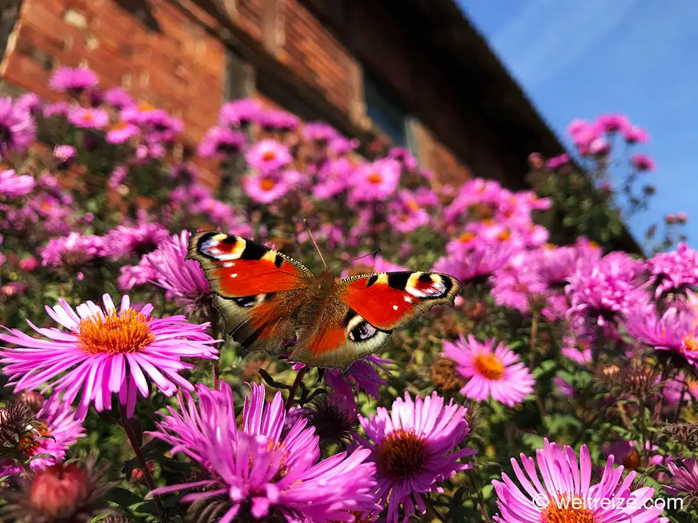 Schmetterlinge und Blumen Pussade Wendland