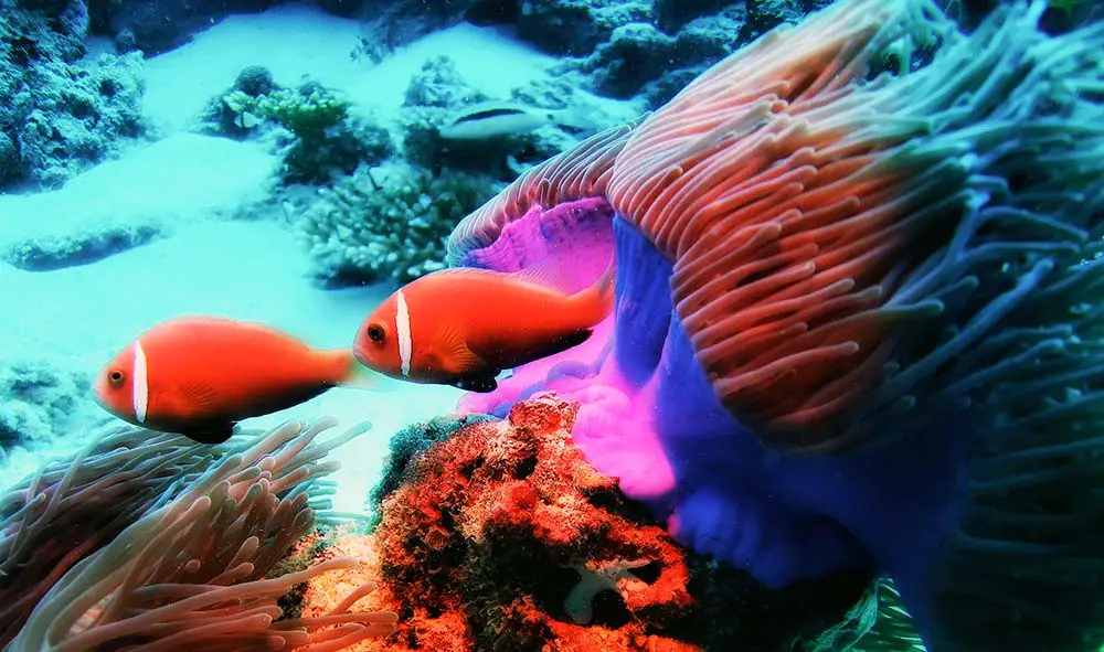 Anemonenfische beim Tauchspot Divers Paradise Meemu Atoll Malediven