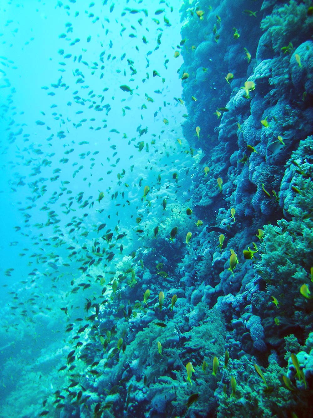 Viele kleine Fische an der Riffwand bei den Brother Islands Aegypten