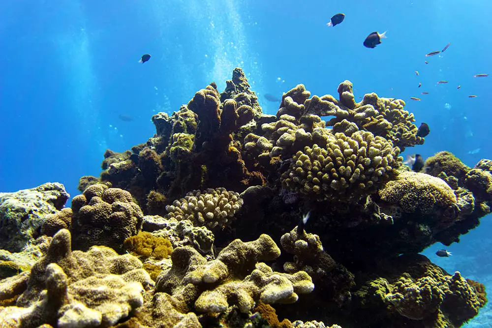 Korallen beim Tauchen vor Taiwan