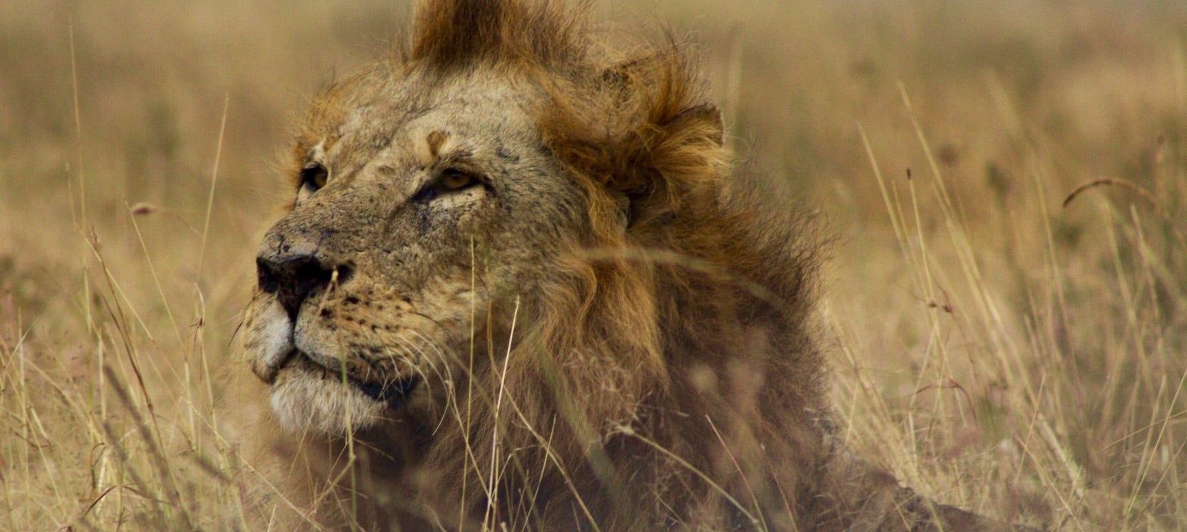 Löwe im Nairobi Nationalpark