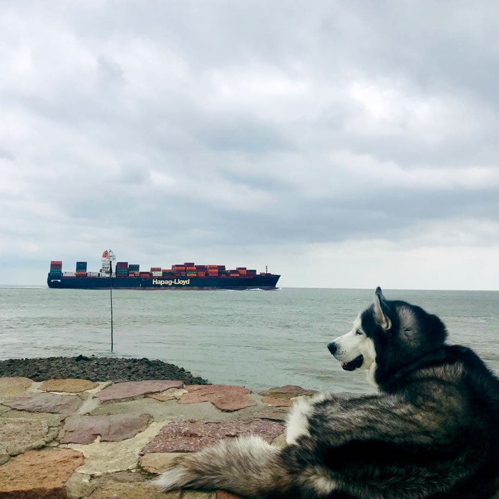 Hund guckt Schiffe