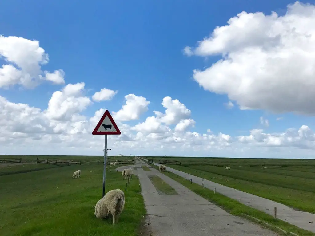 Vorsicht Schafe