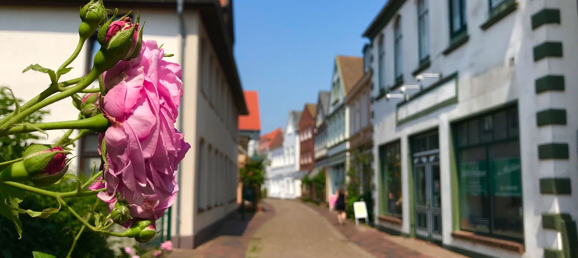 Rosen in der Altstadt von Meldorf