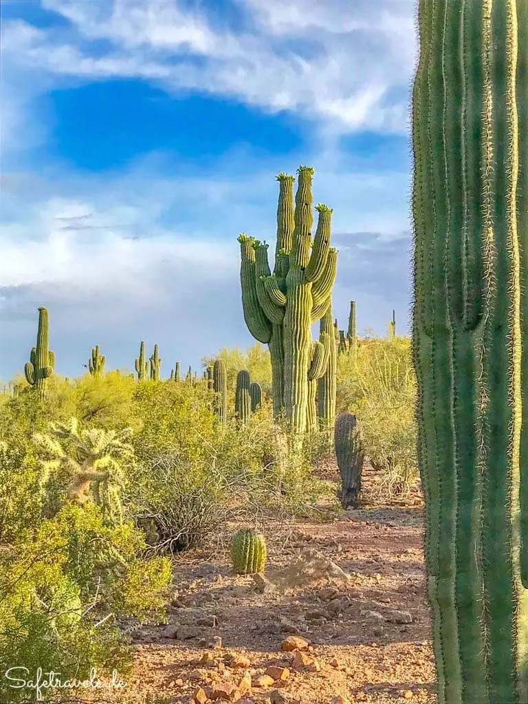 Saguaro-Kakteen im Desert Botanical Garden
