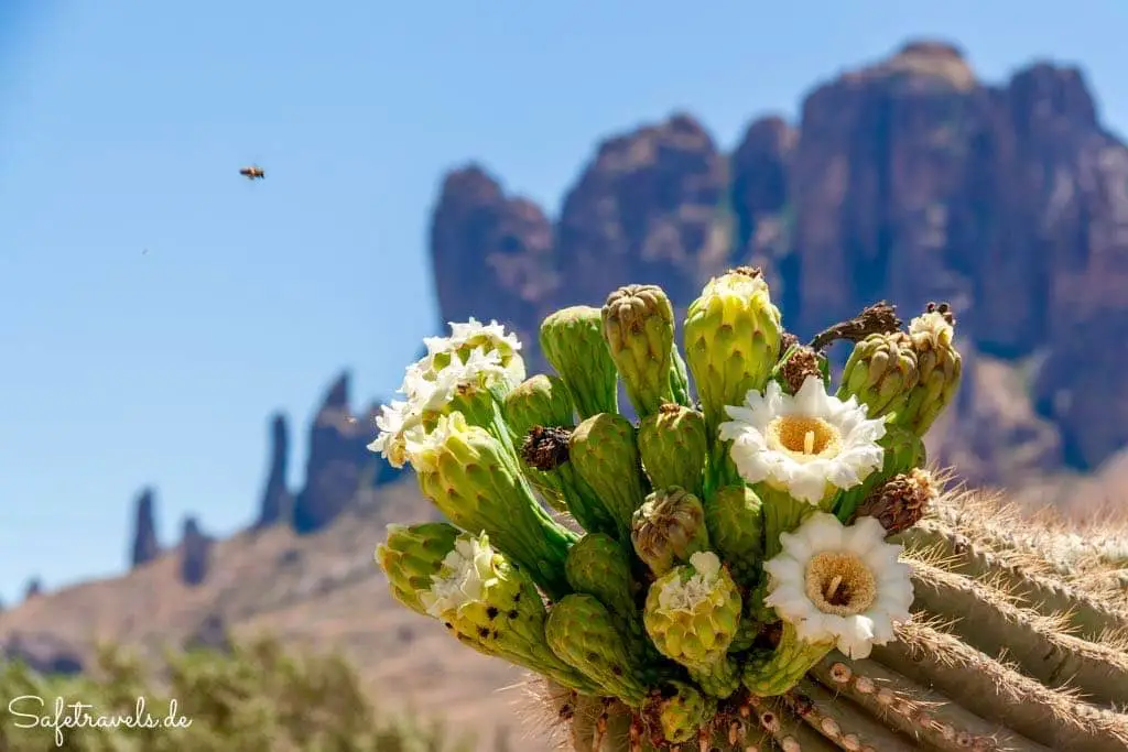 Blühender Saguaro Kaktus bei Phoenix