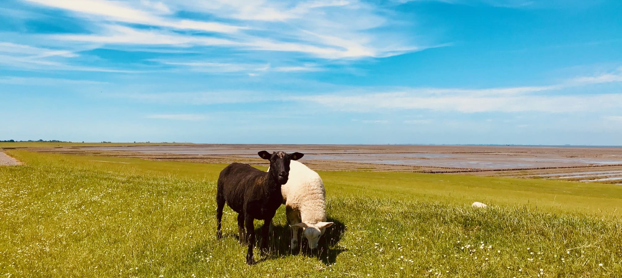 Schwarzes und weißes Lamm auf dem Deich von Nordfriesland
