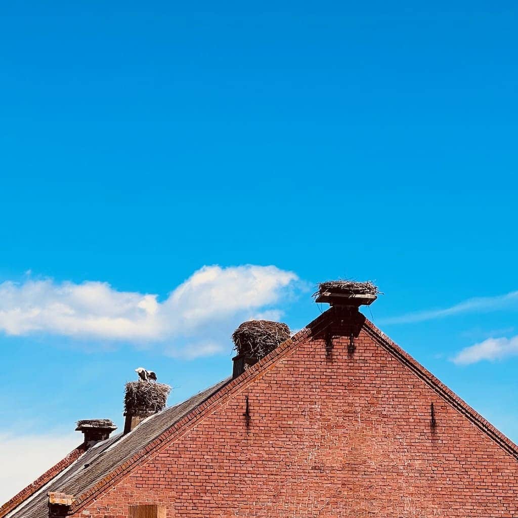 Storchennester auf Häuserdach in Rühstädt