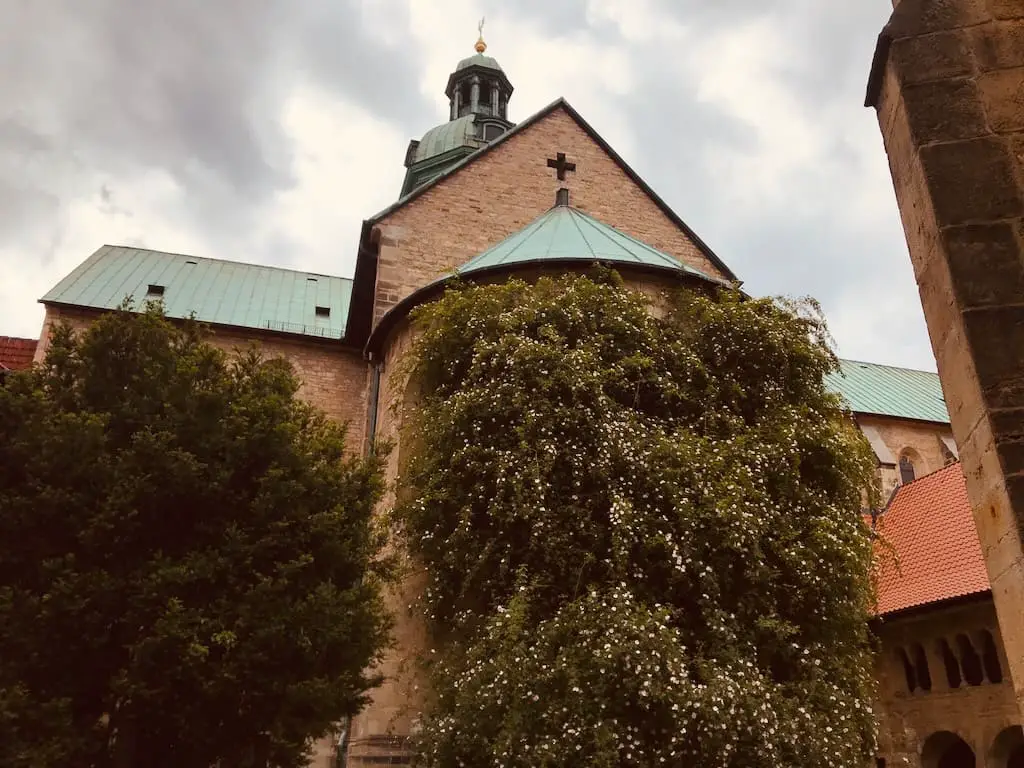 1000-jähriger Rosenstock beim Mariendom in Hildesheim
