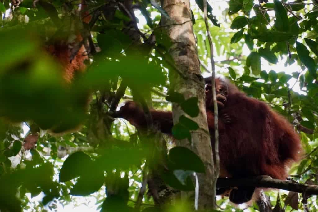 Halbwilde Orang-Utans im Semenggoh Wildlife Center bei Kuching auf Borneo